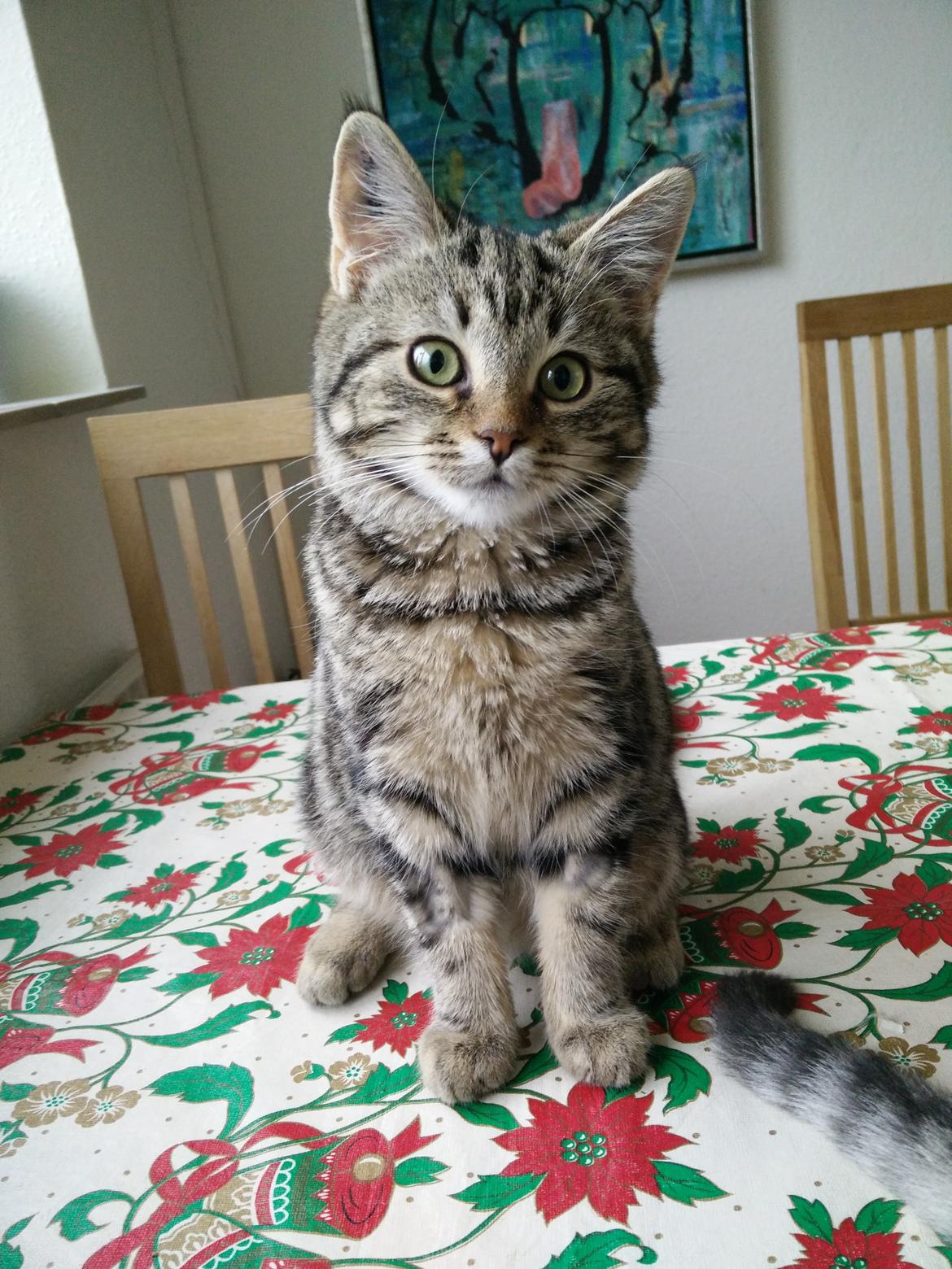 Europé Eife's Rhys Rhysson billede 8