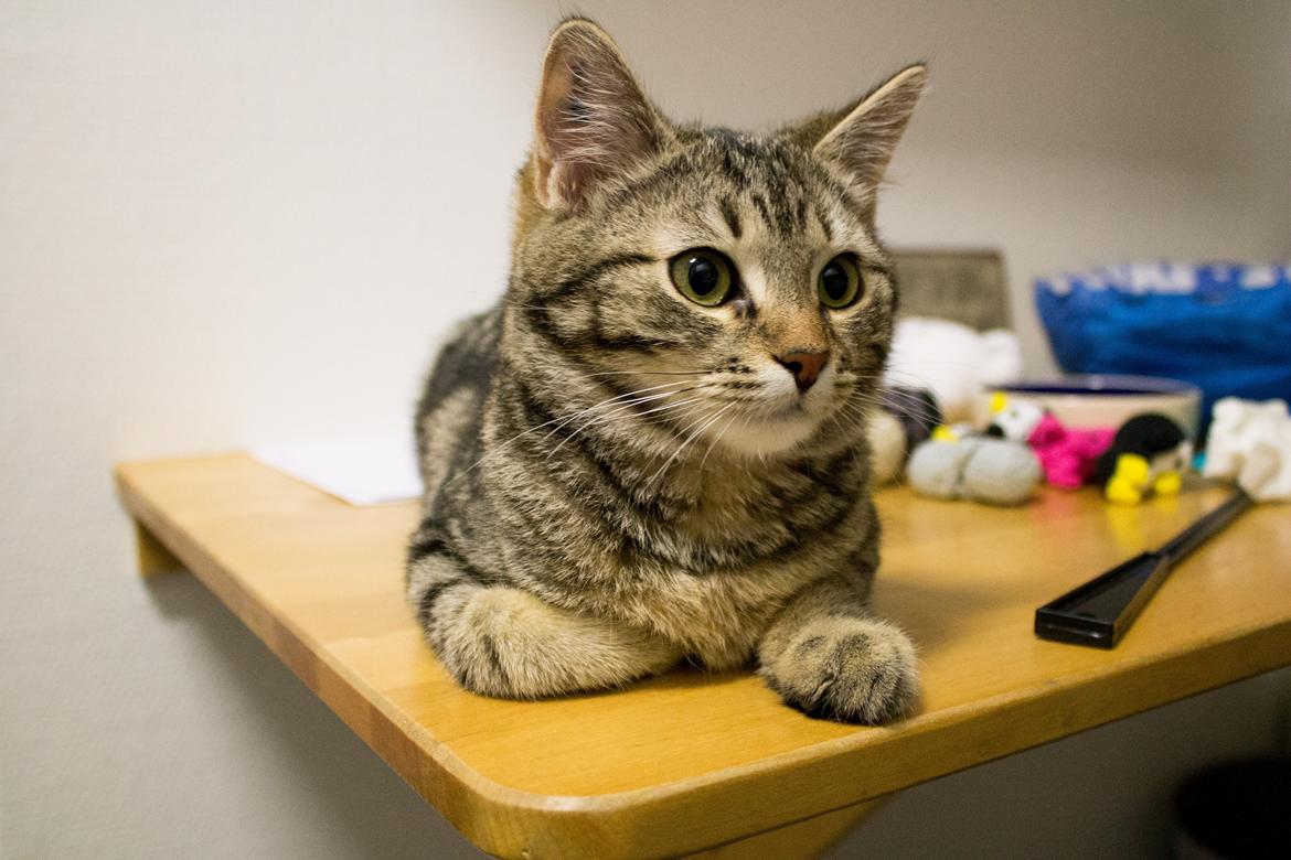 Europé Eife's Rhys Rhysson billede 14