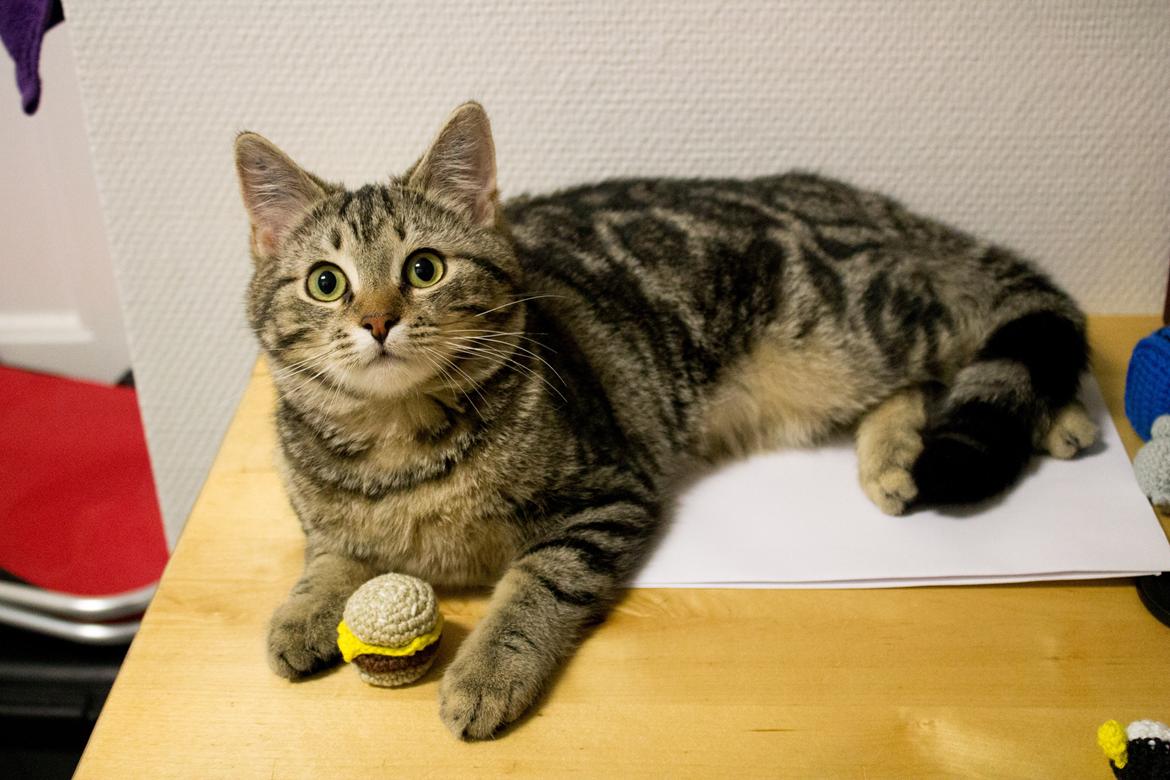 Europé Eife's Rhys Rhysson billede 13