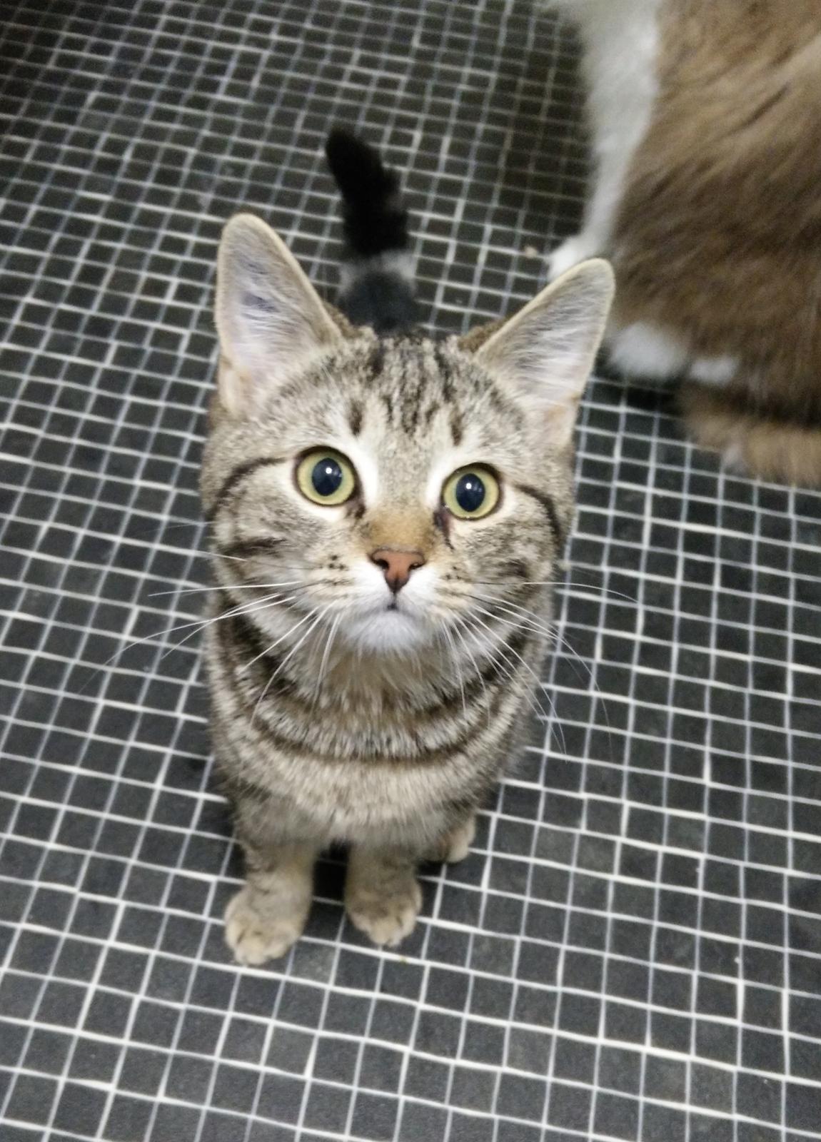 Europé Eife's Rhys Rhysson billede 21