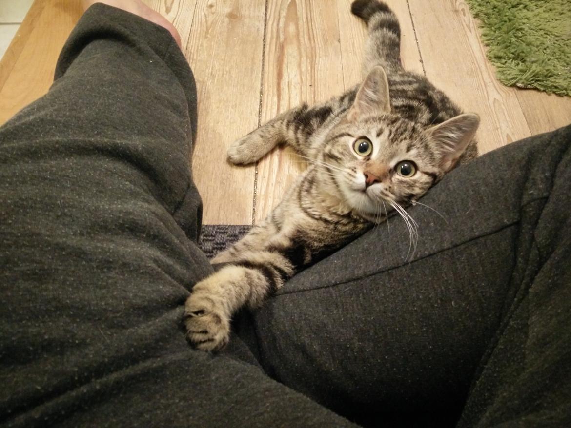 Europé Eife's Rhys Rhysson billede 9