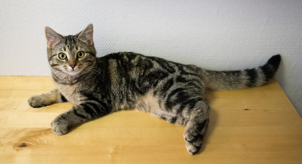 Europé Eife's Rhys Rhysson billede 12