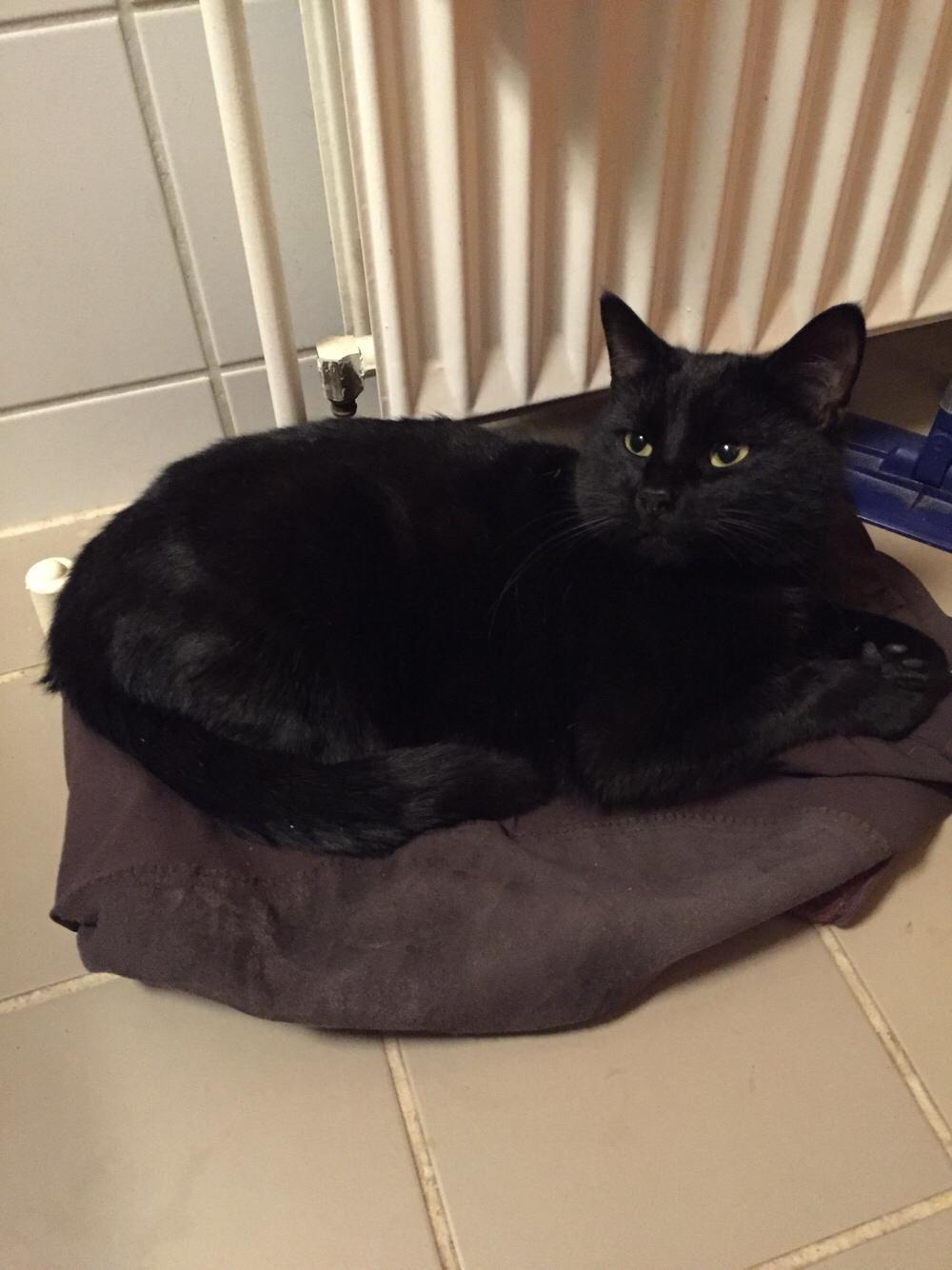 Huskat Fridjorf Nansen (Fritten) billede 11