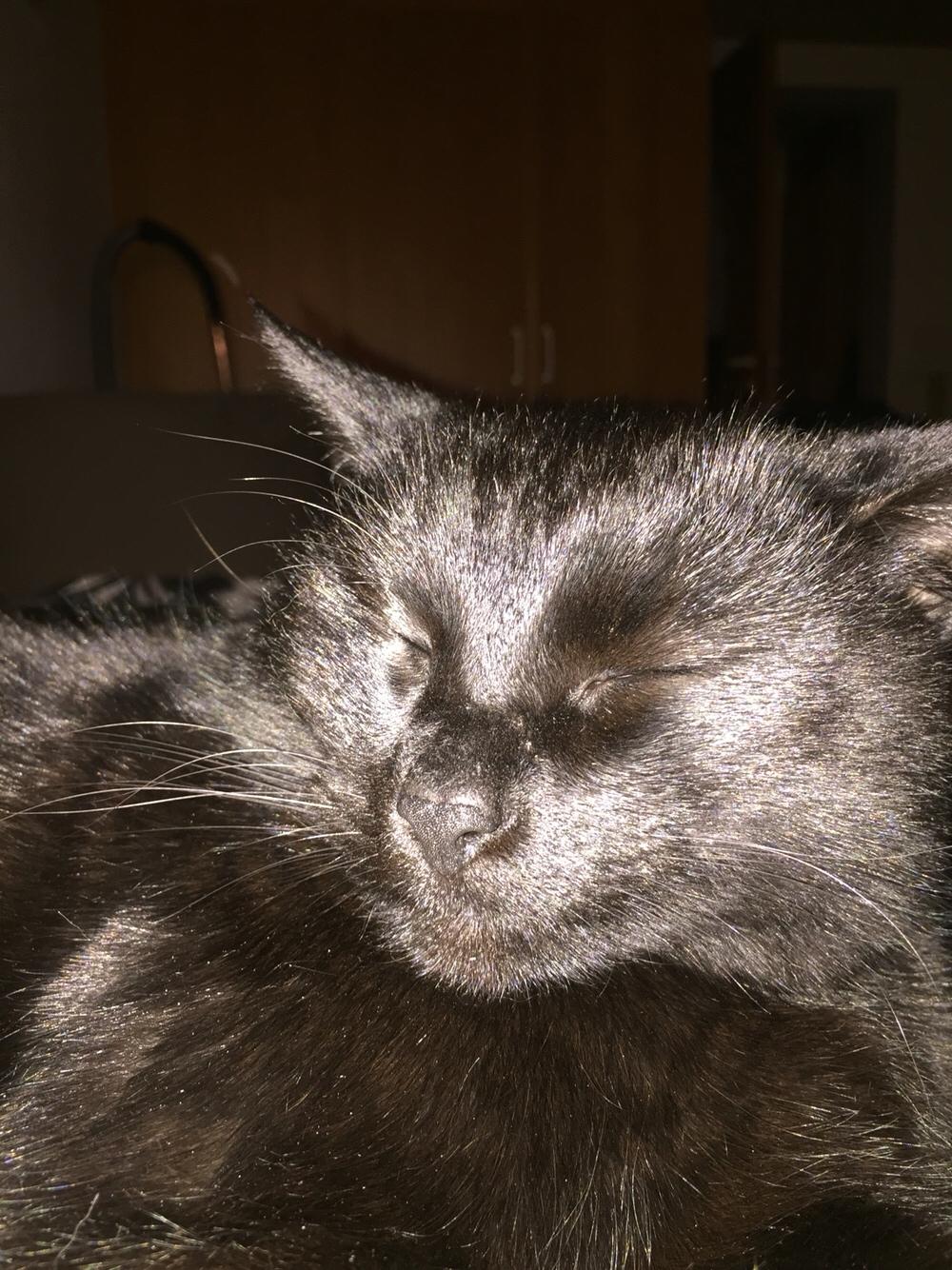 Huskat Fridjorf Nansen (Fritten) billede 12