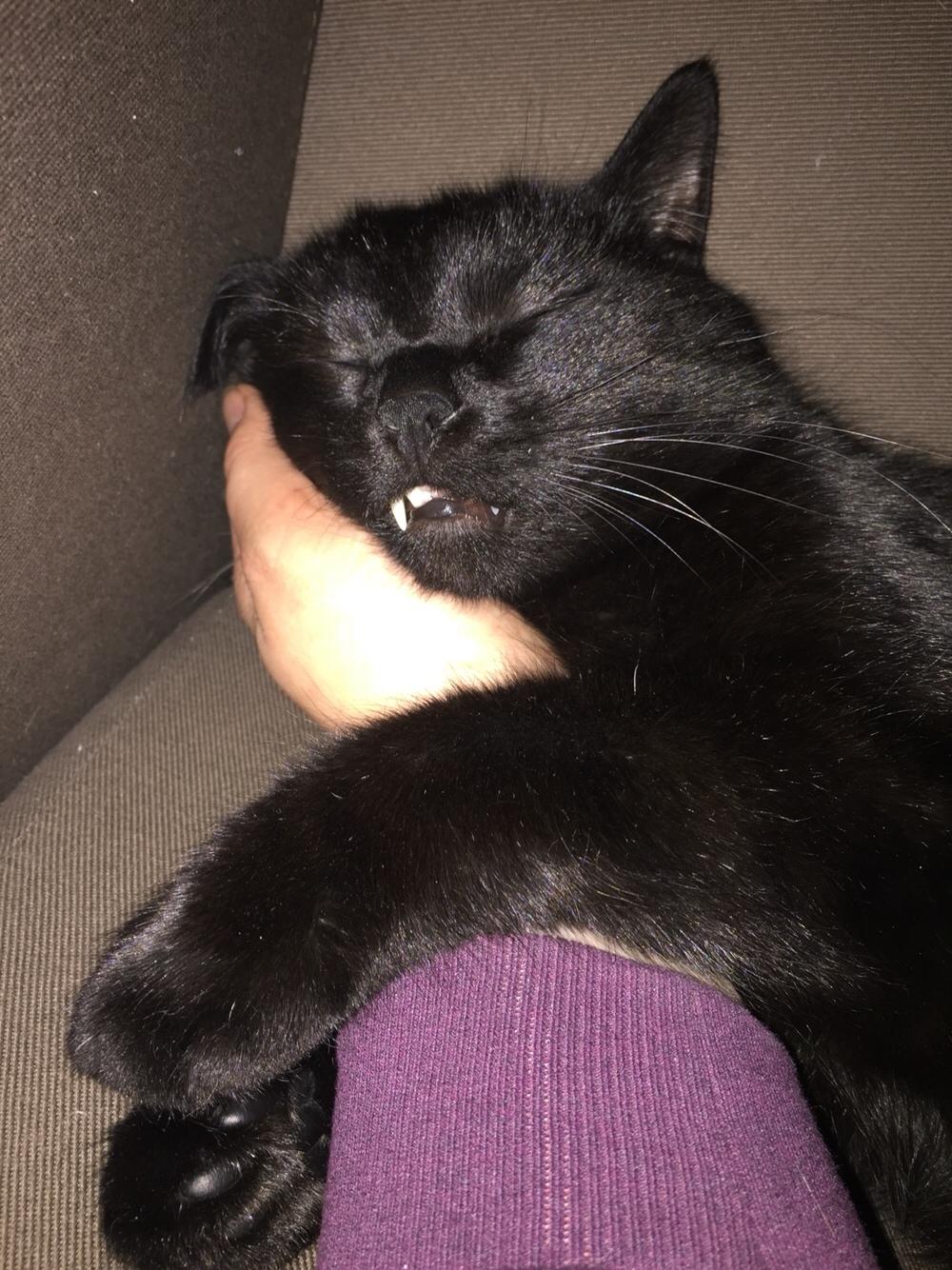 Huskat Fridjorf Nansen (Fritten) billede 13