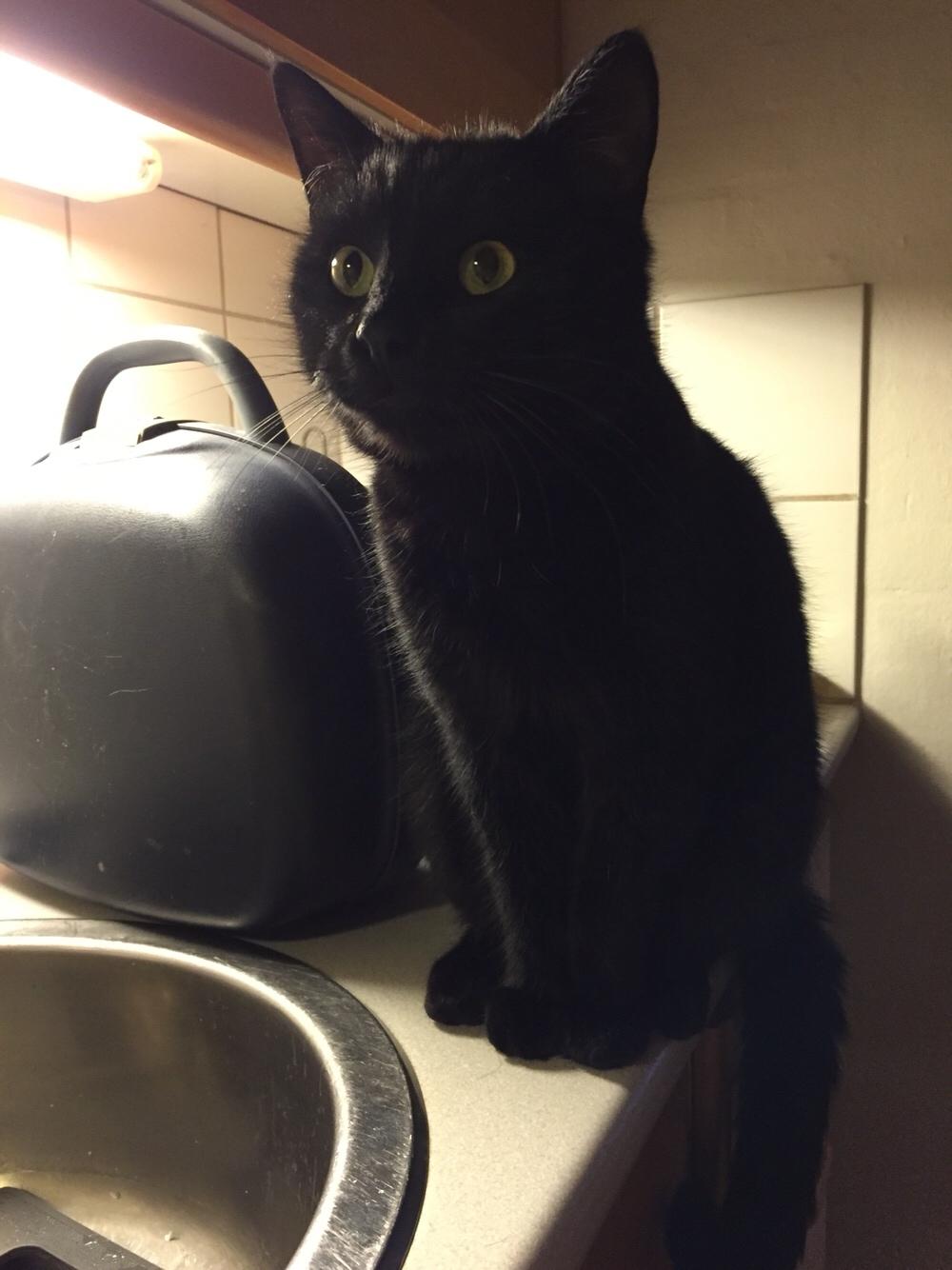 Huskat Fridjorf Nansen (Fritten) billede 14