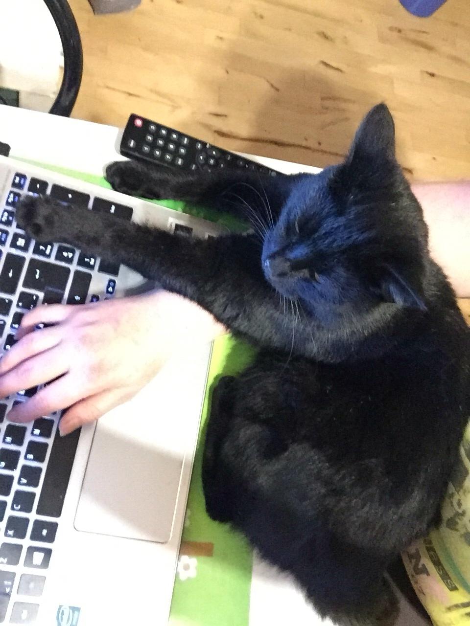 Huskat Fridjorf Nansen (Fritten) billede 15