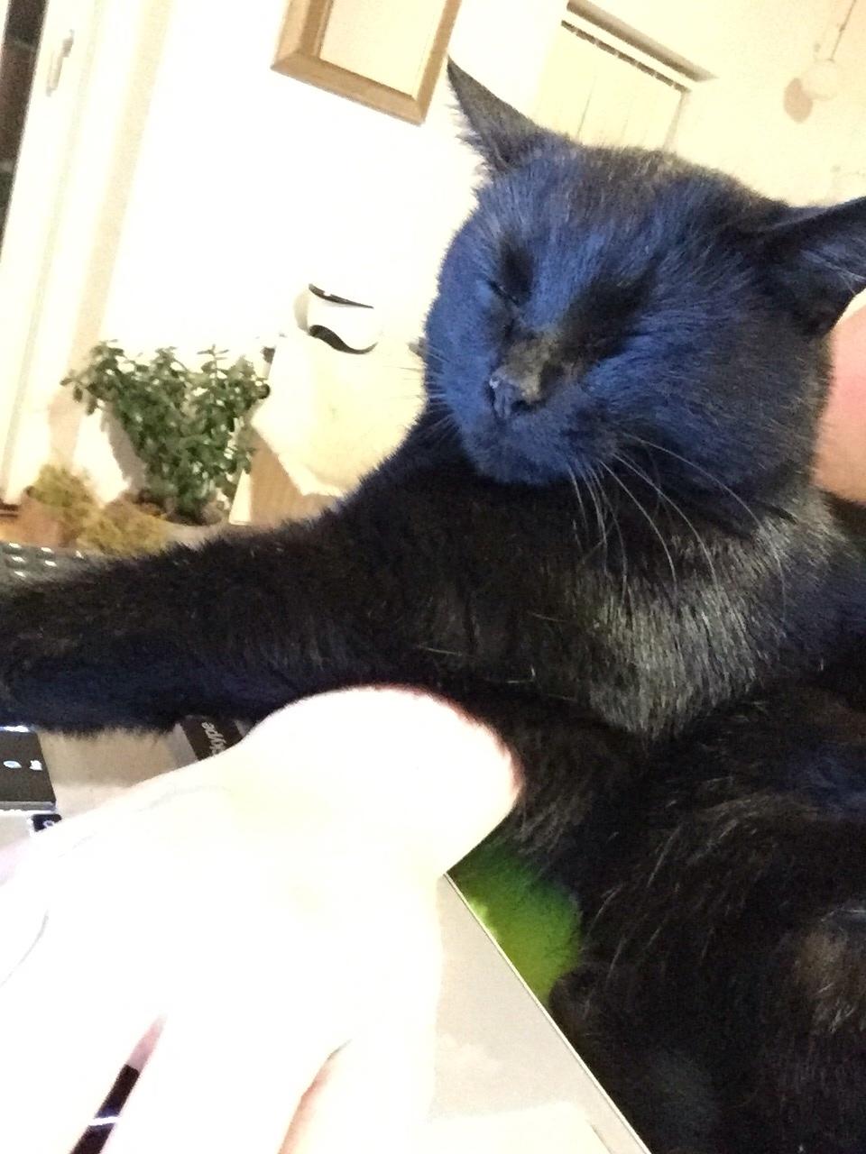 Huskat Fridjorf Nansen (Fritten) billede 16