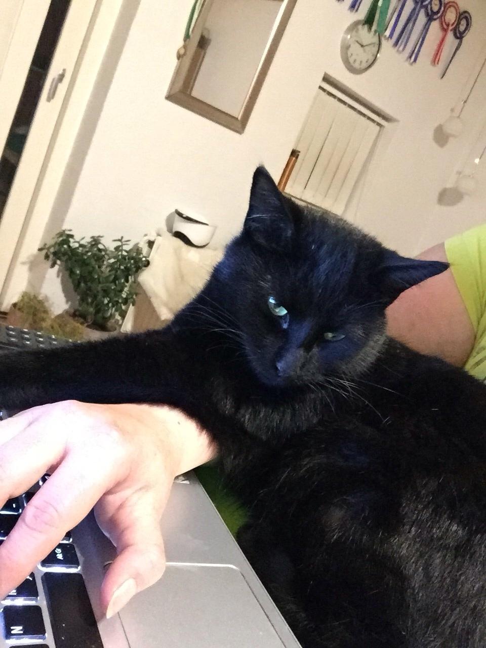 Huskat Fridjorf Nansen (Fritten) billede 17