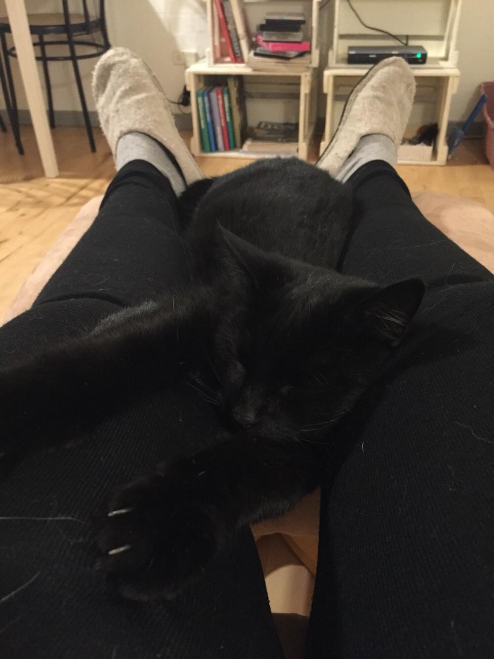 Huskat Fridjorf Nansen (Fritten) billede 18