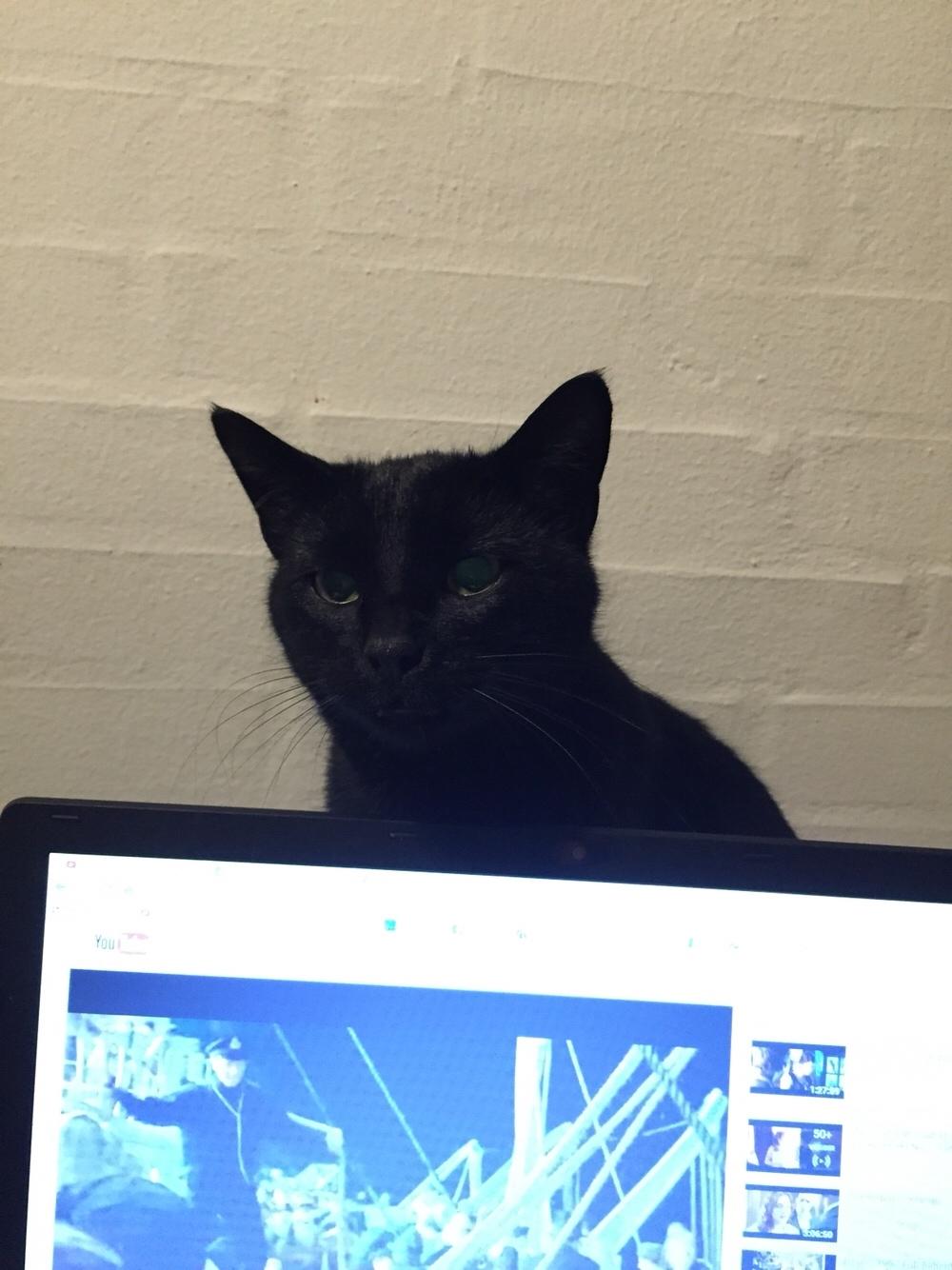 Huskat Fridjorf Nansen (Fritten) billede 19