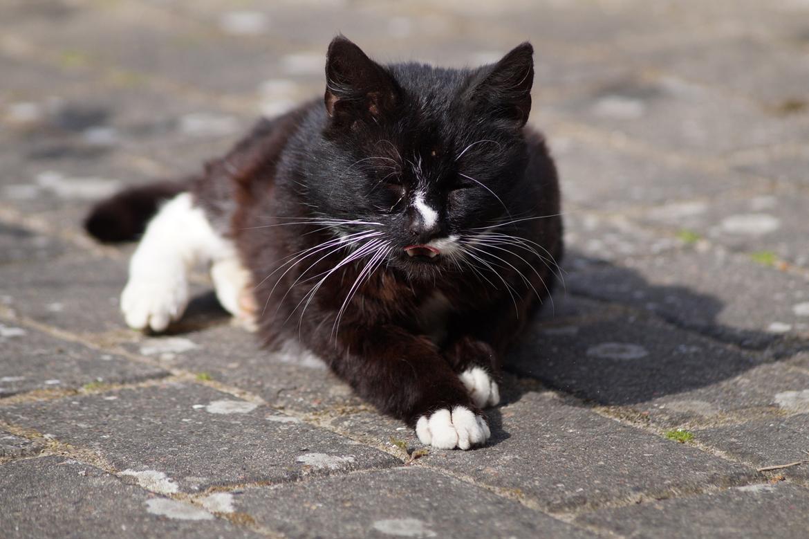 Huskat Kitkat billede 8