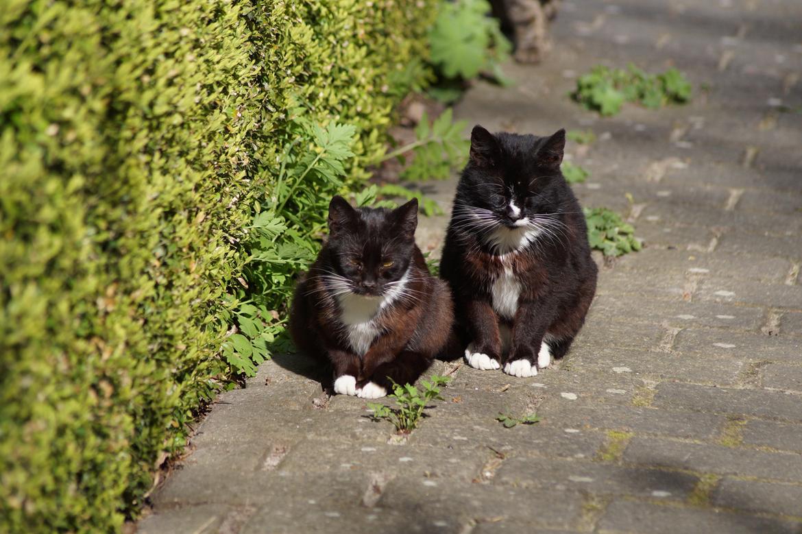 Huskat Kitkat billede 4