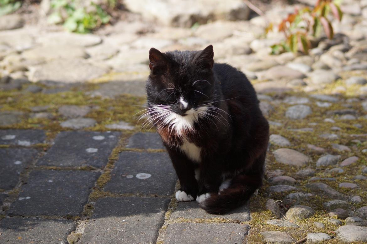 Huskat Kitkat billede 2