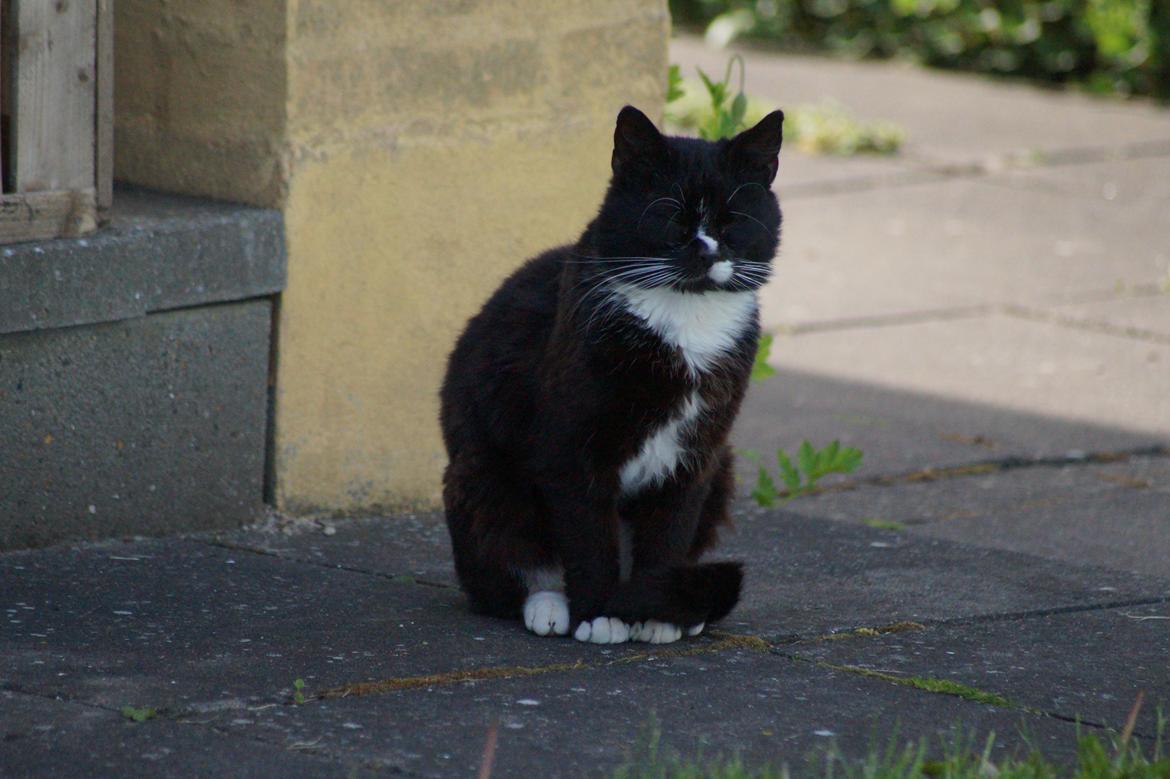 Huskat Kitkat billede 1