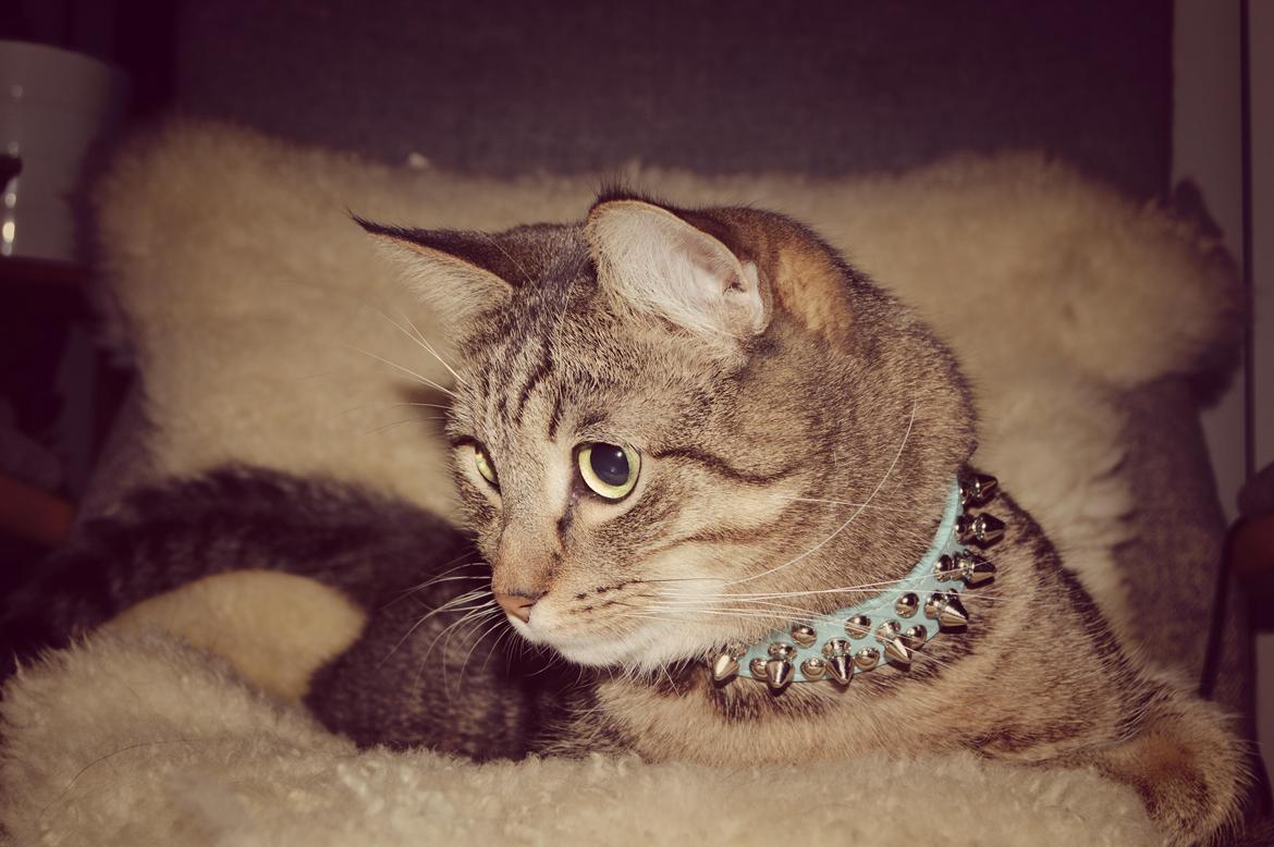 Huskat Ludvig the bulldog billede 38