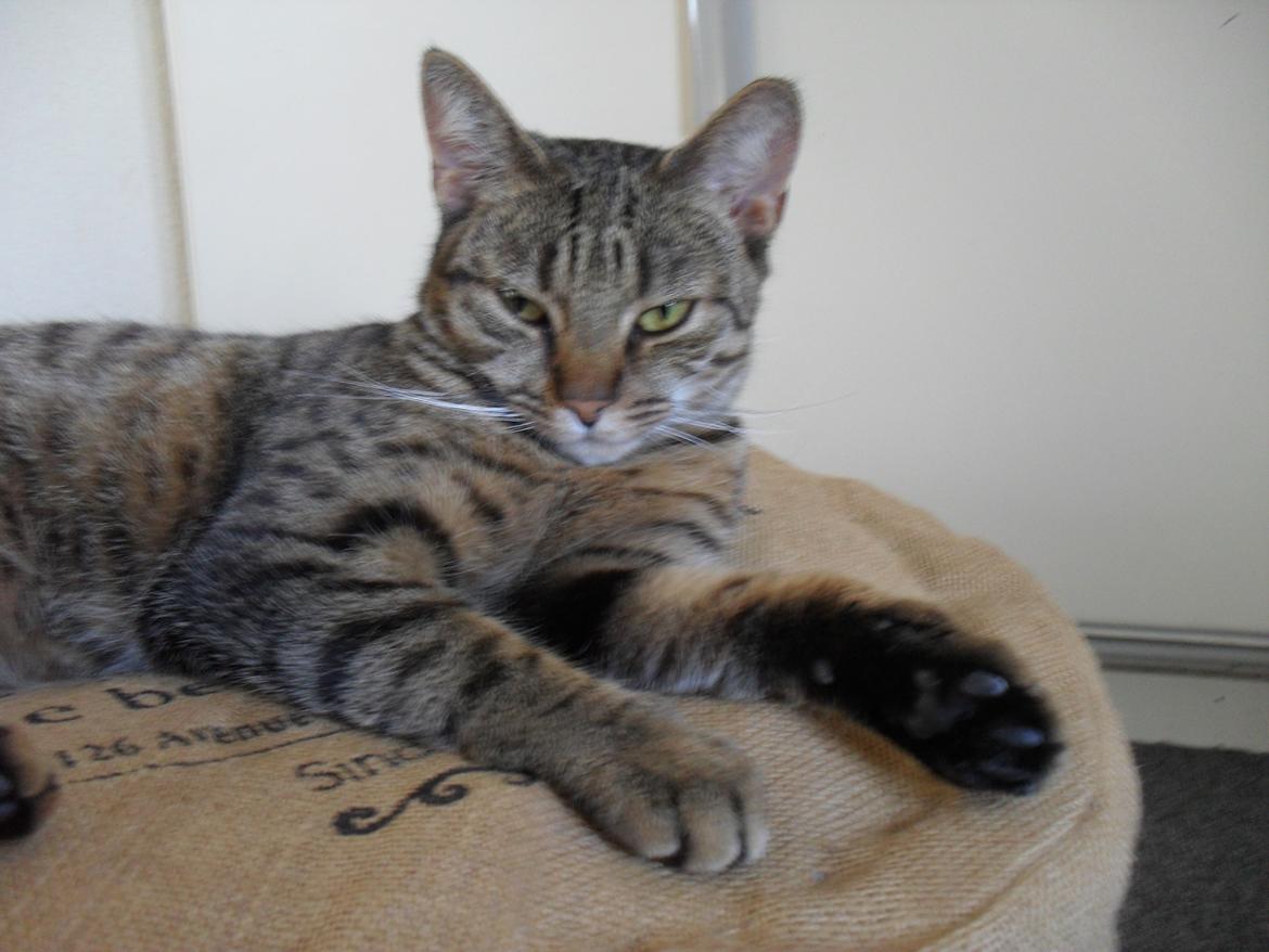 Huskat Nala billede 25