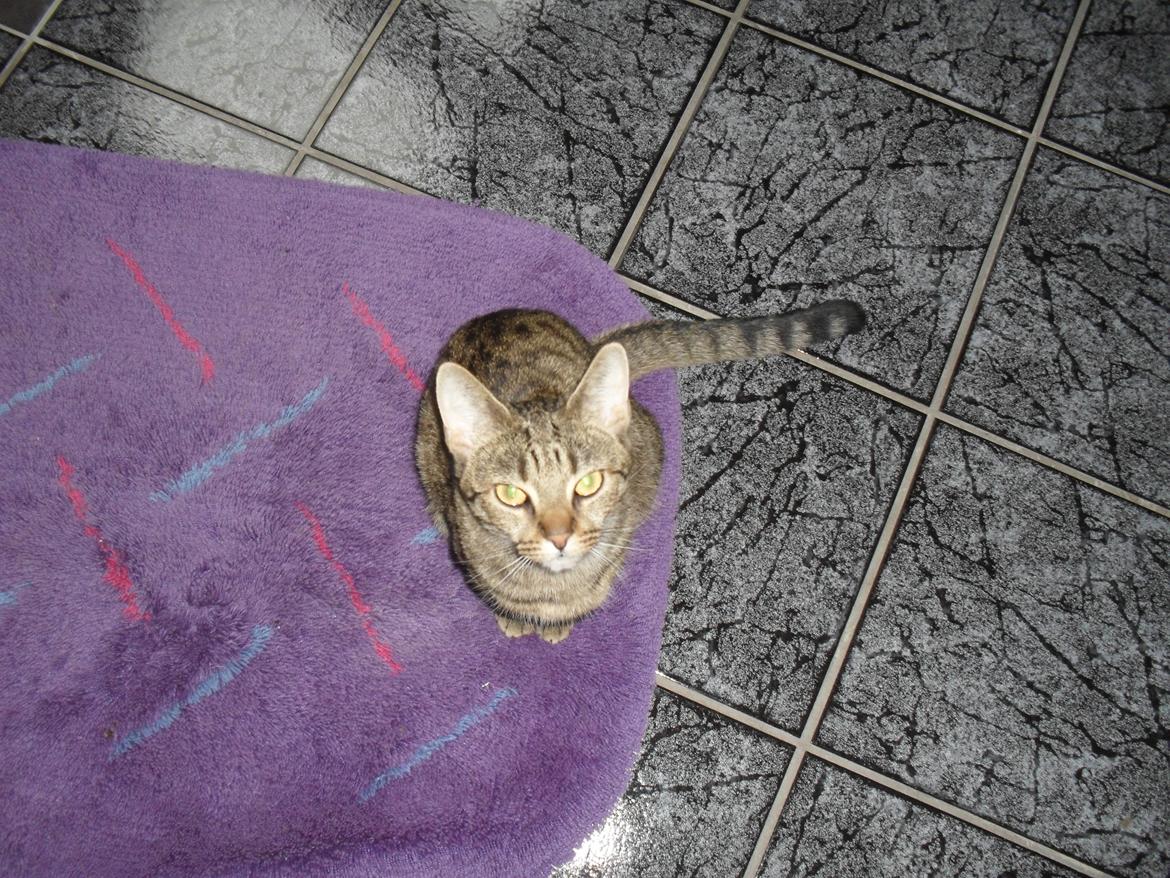 Huskat Nala billede 32