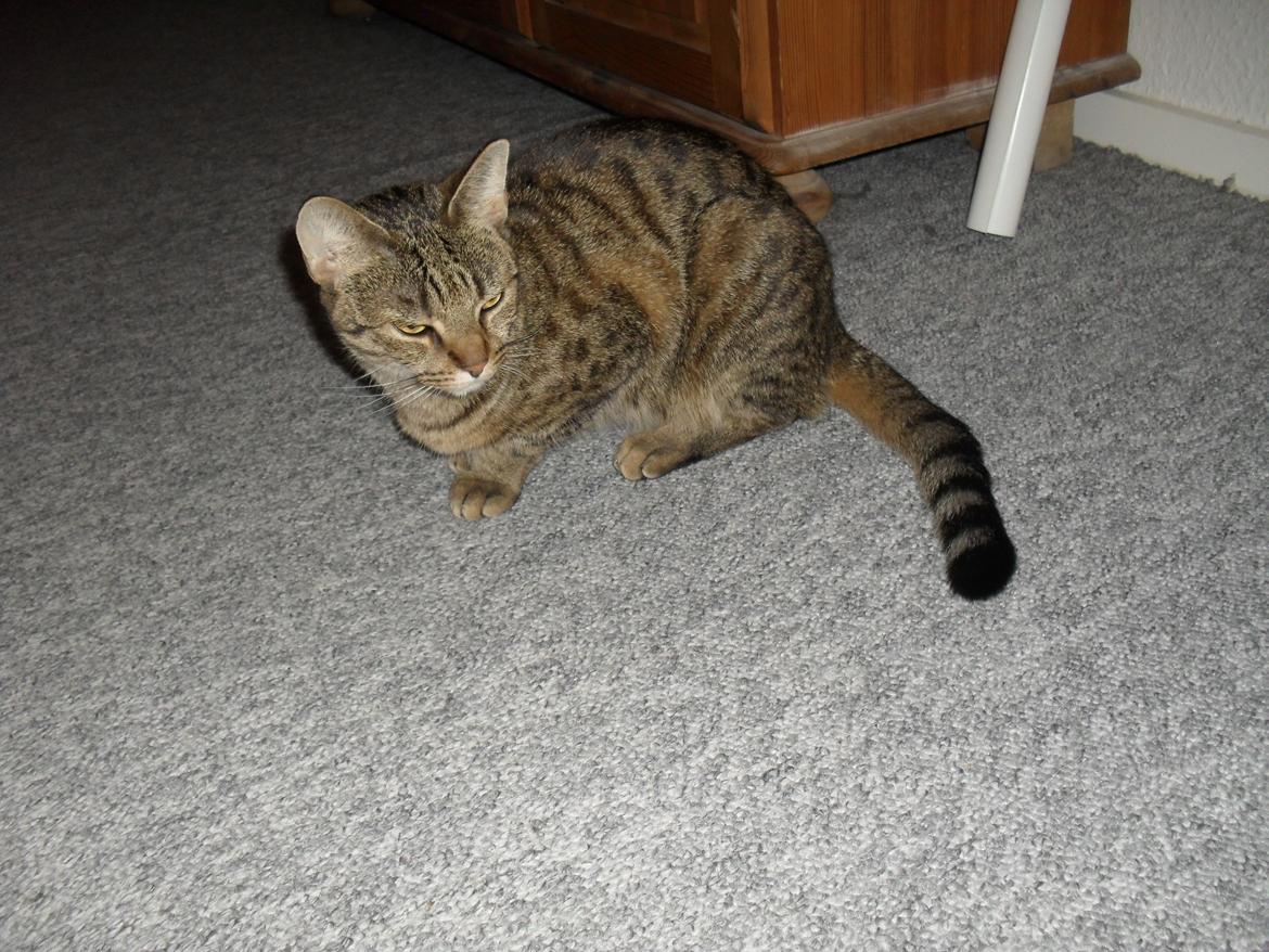 Huskat Nala billede 28