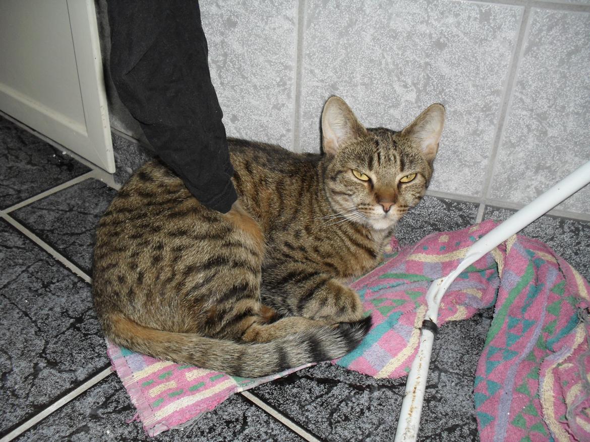 Huskat Nala billede 33