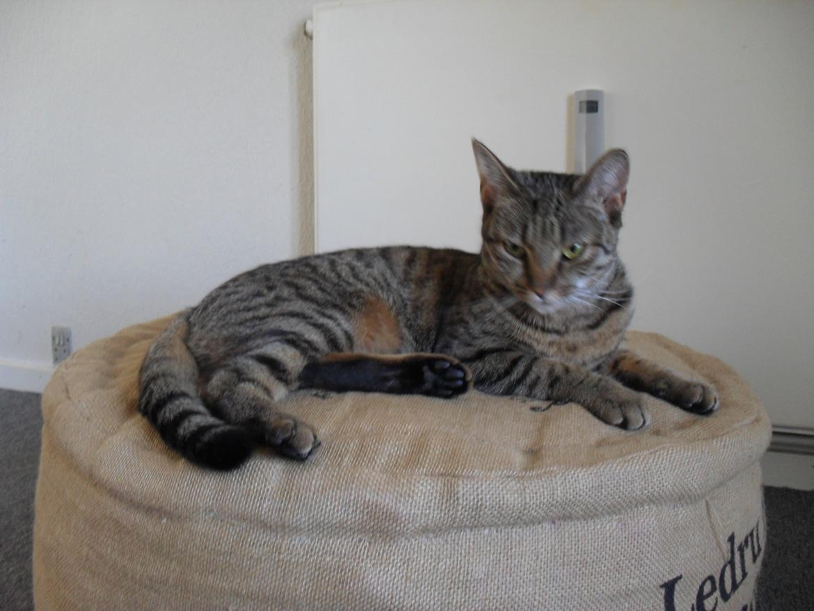 Huskat Nala billede 30