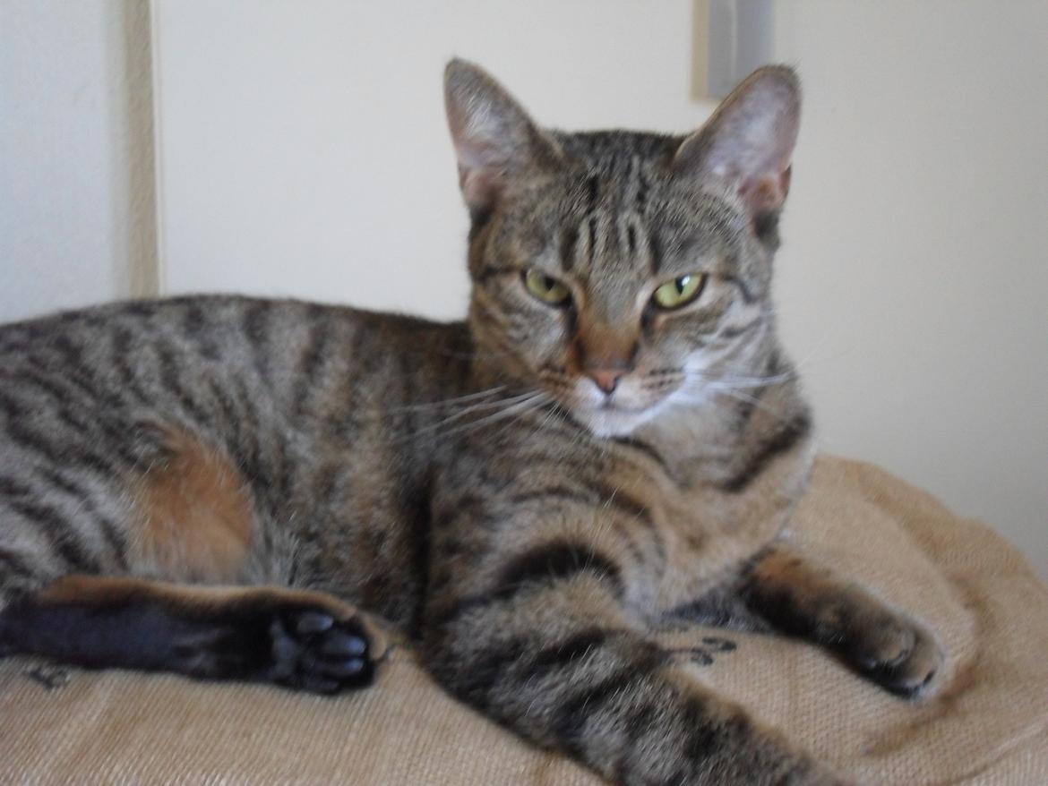 Huskat Nala billede 35