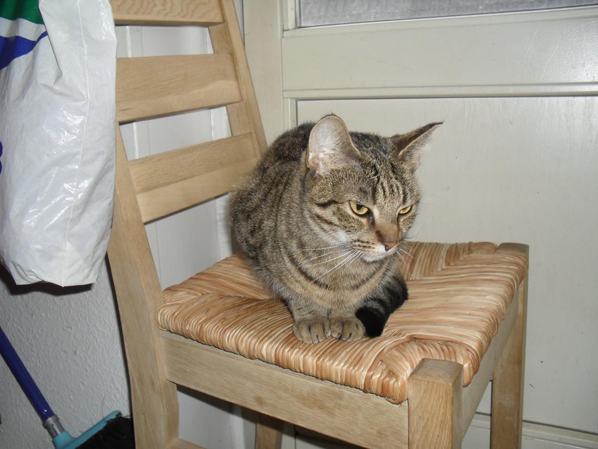 Huskat Nala billede 36