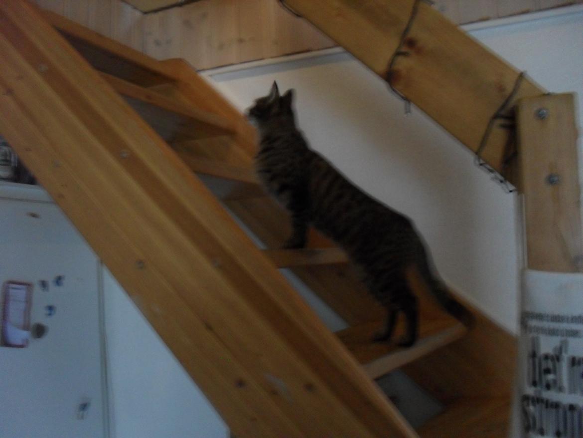 Huskat Nala billede 34