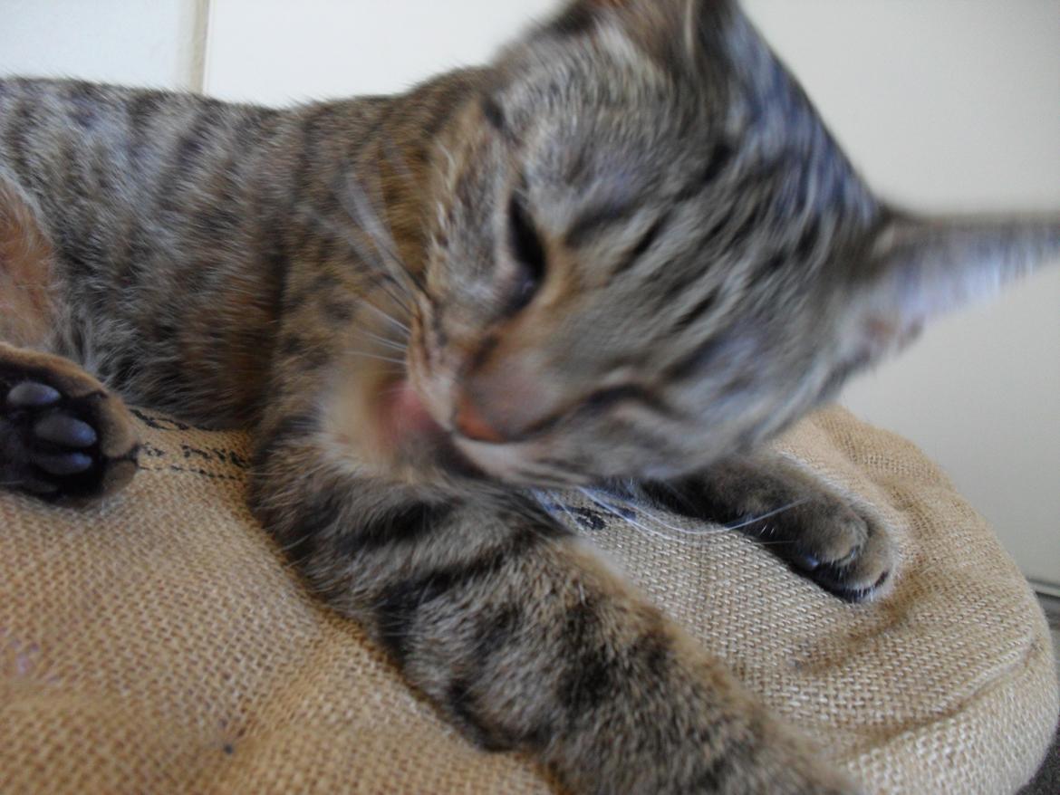 Huskat Nala billede 27