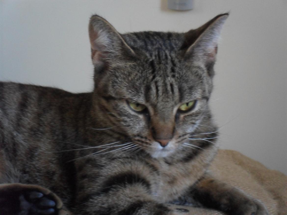 Huskat Nala billede 23