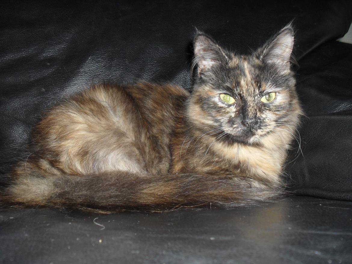 Maine Coon Kirby billede 22