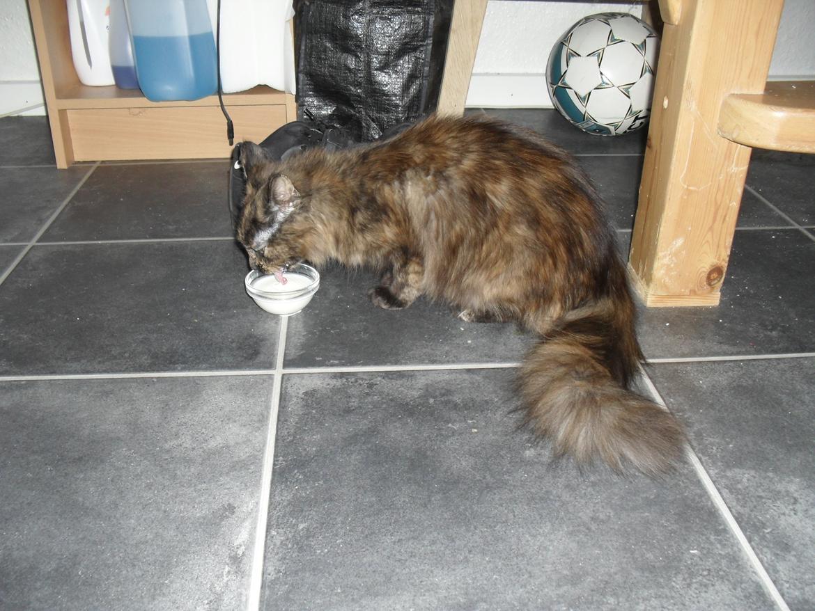 Maine Coon Kirby billede 32