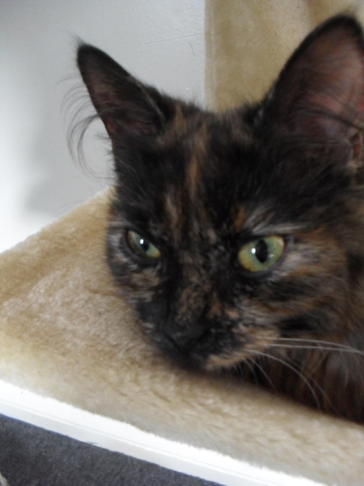 Maine Coon Kirby billede 25