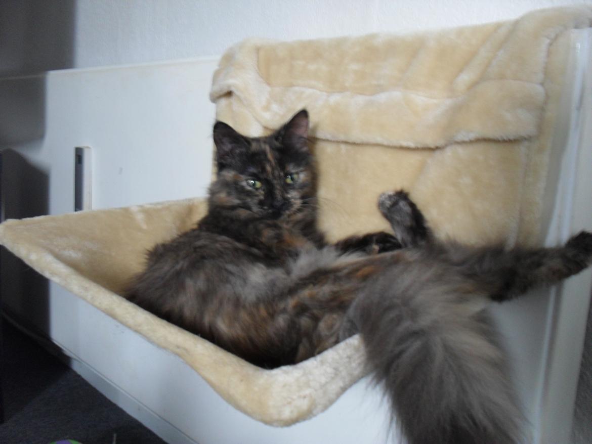 Maine Coon Kirby billede 33