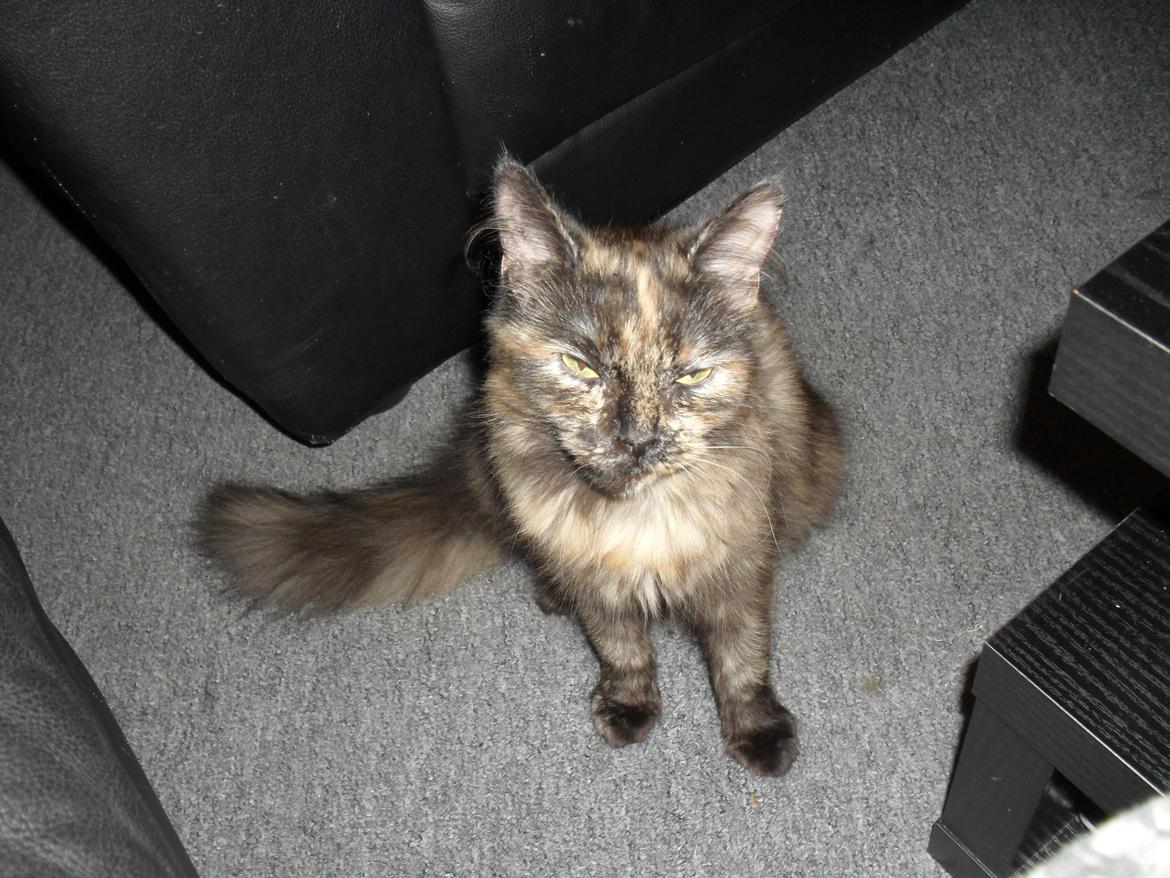 Maine Coon Kirby billede 36