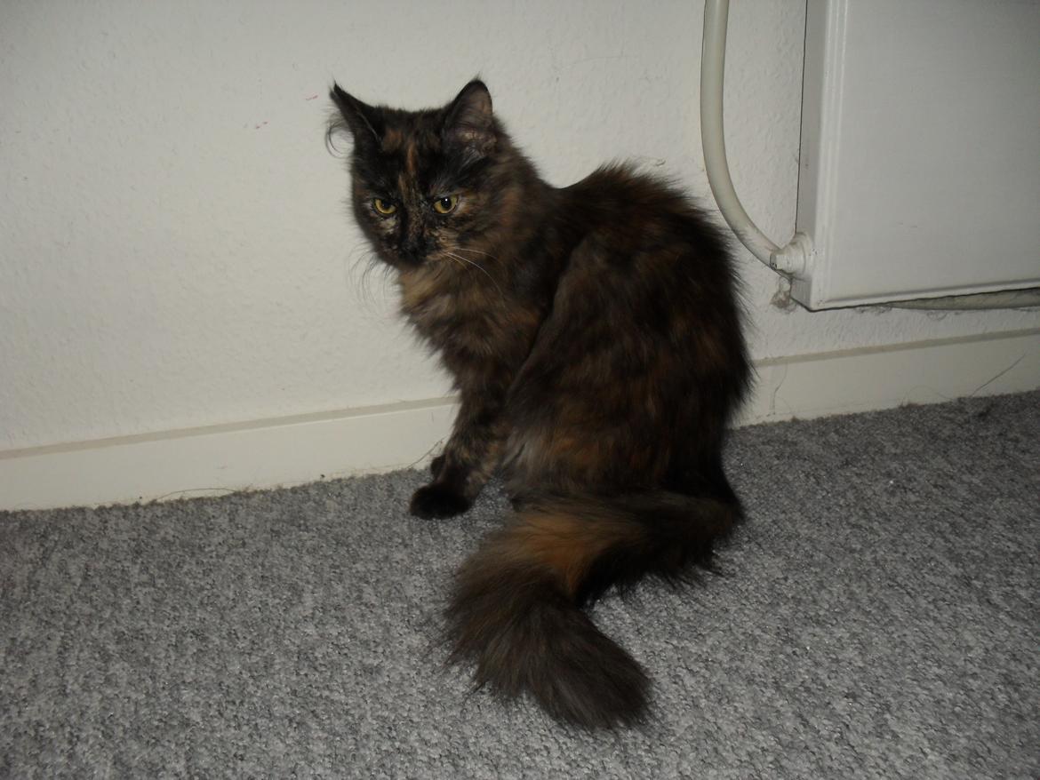 Maine Coon Kirby billede 37