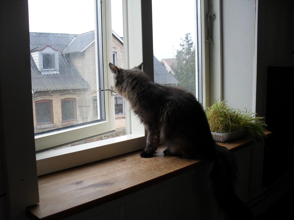 Maine Coon Kirby billede 34