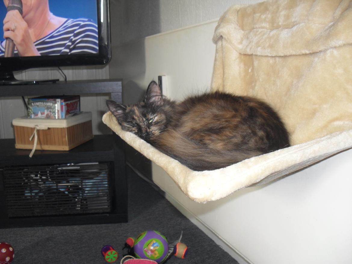 Maine Coon Kirby billede 38