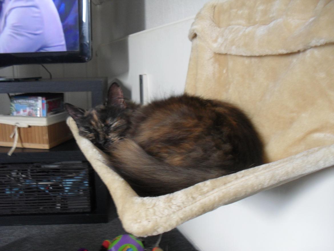 Maine Coon Kirby billede 39