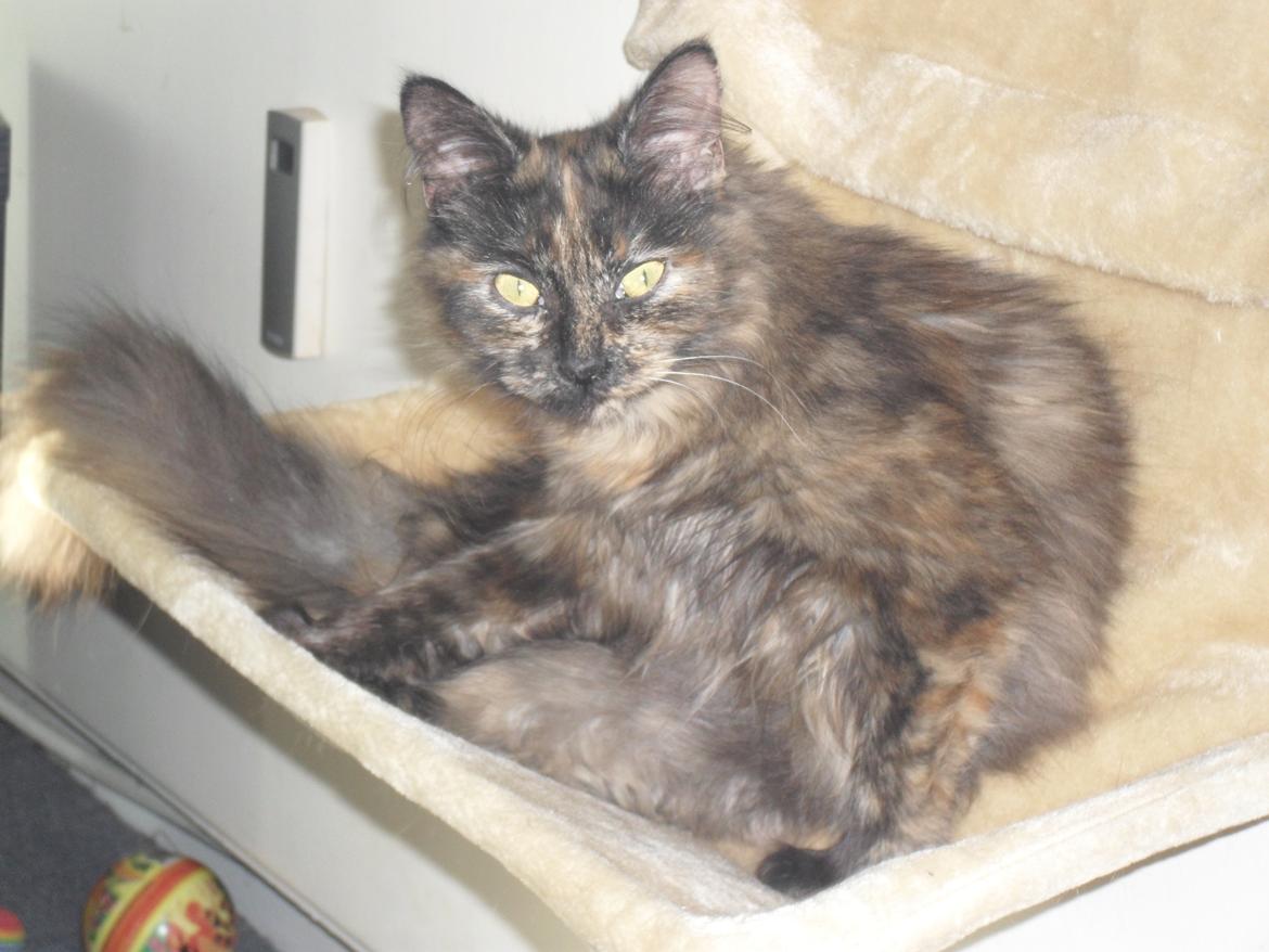 Maine Coon Kirby billede 35