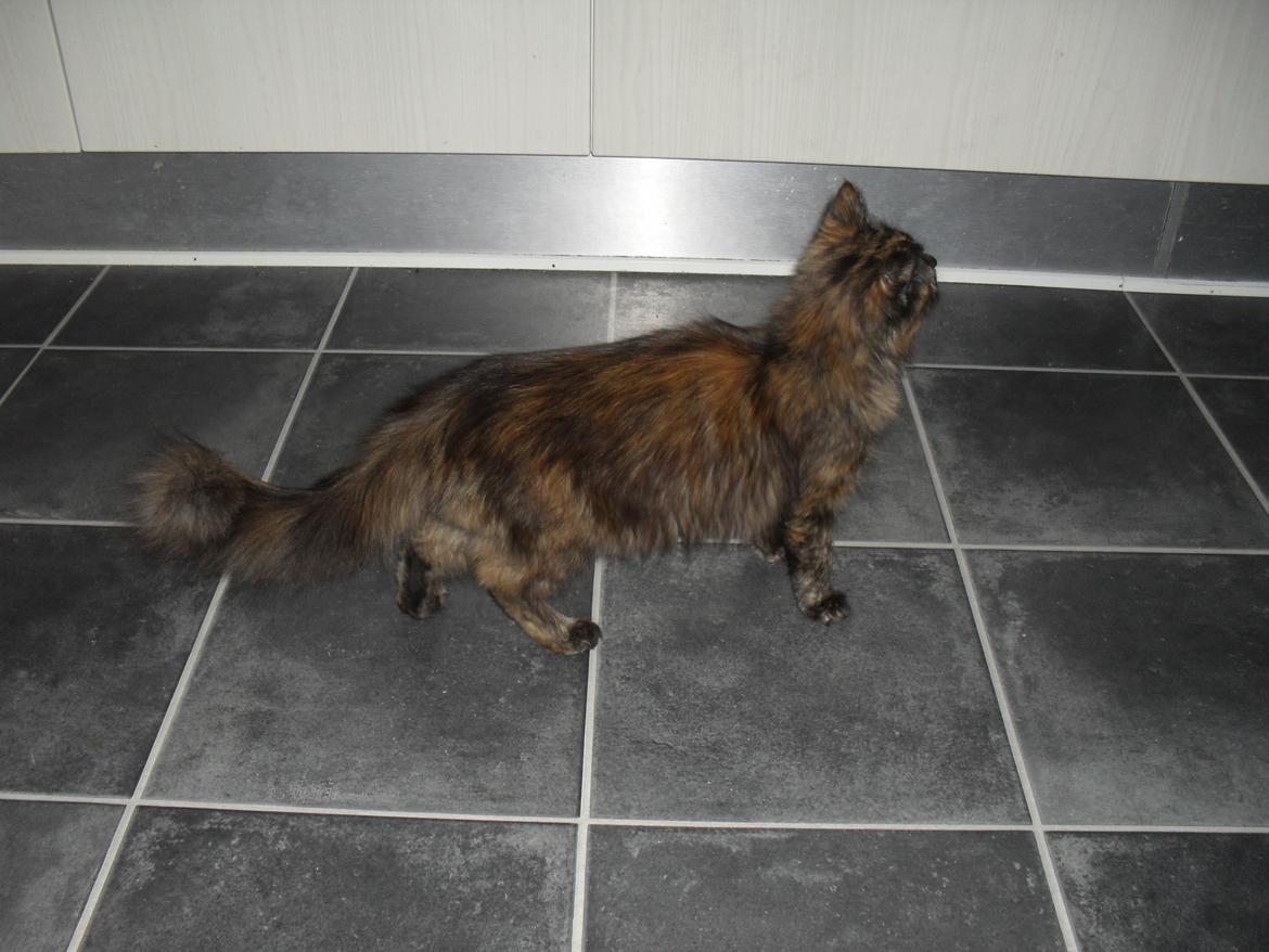 Maine Coon Kirby billede 40