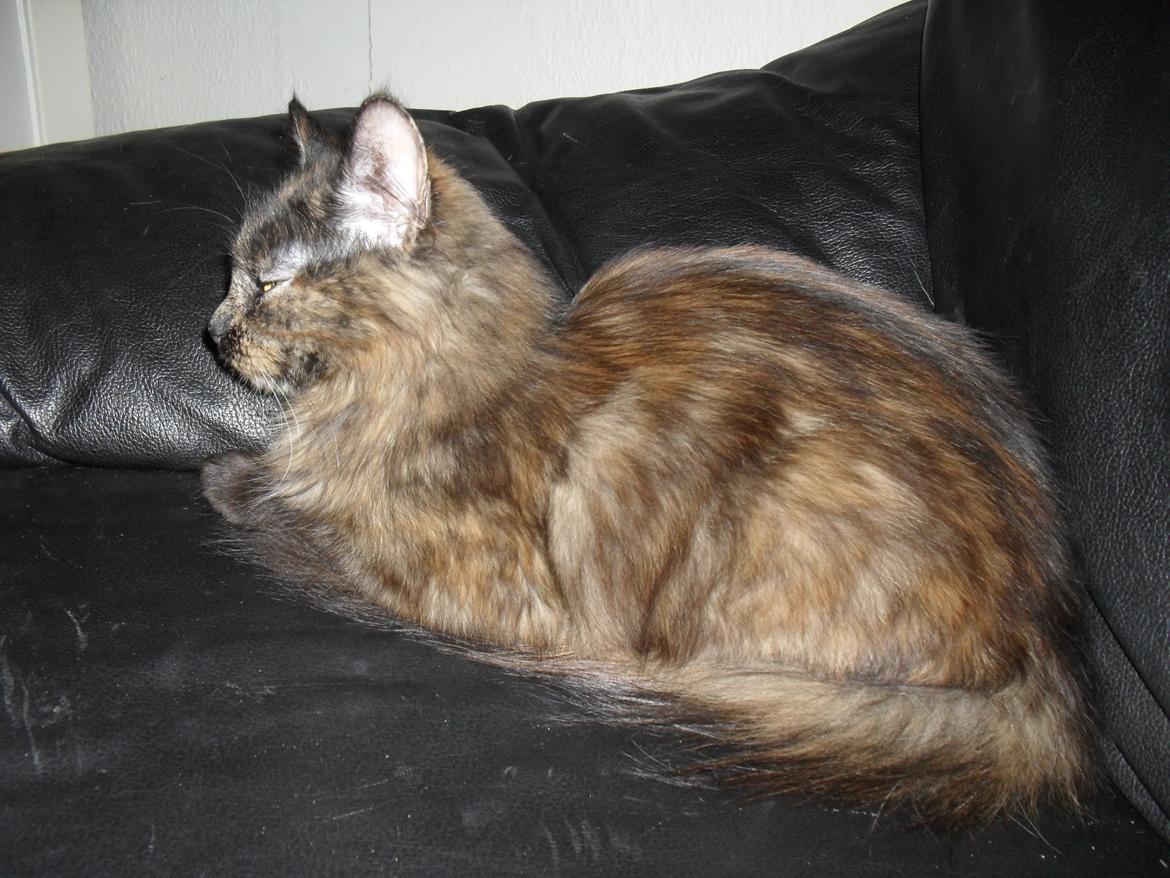 Maine Coon Kirby billede 41