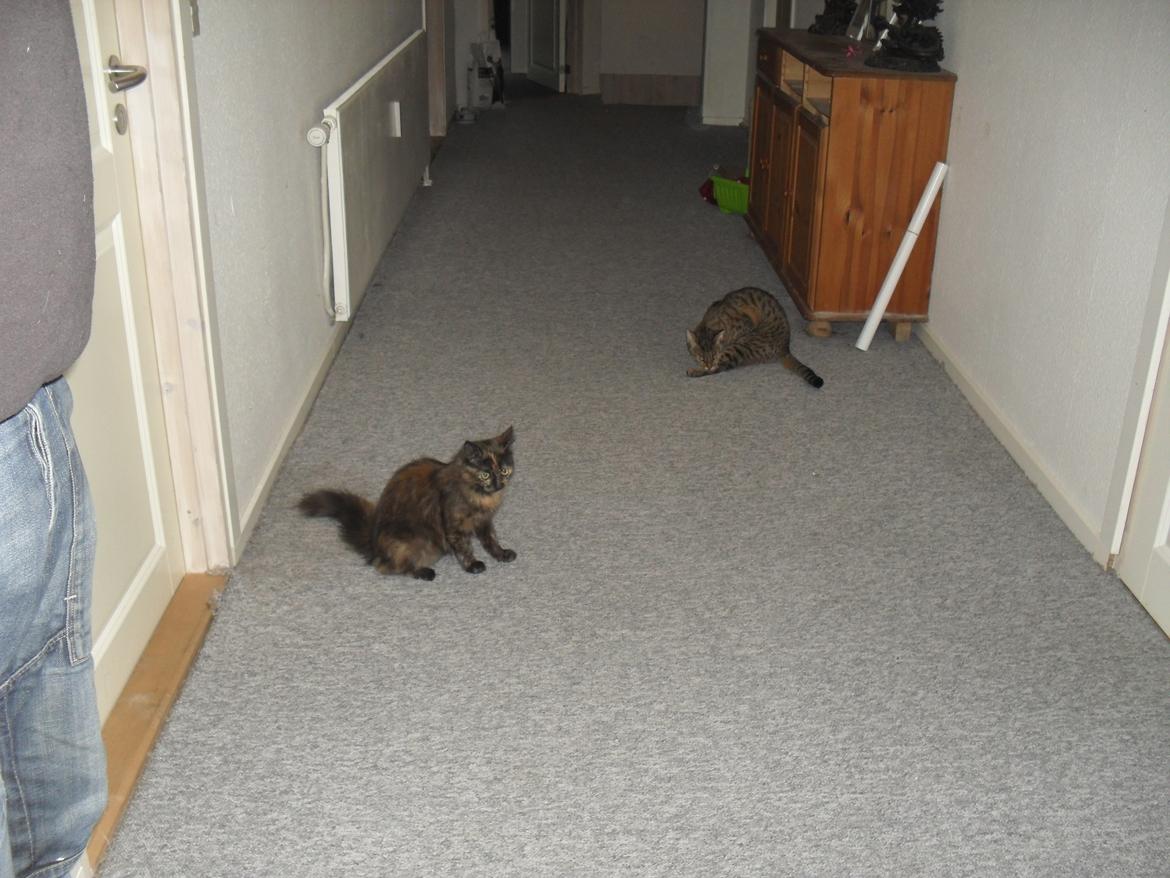 Maine Coon Kirby billede 42