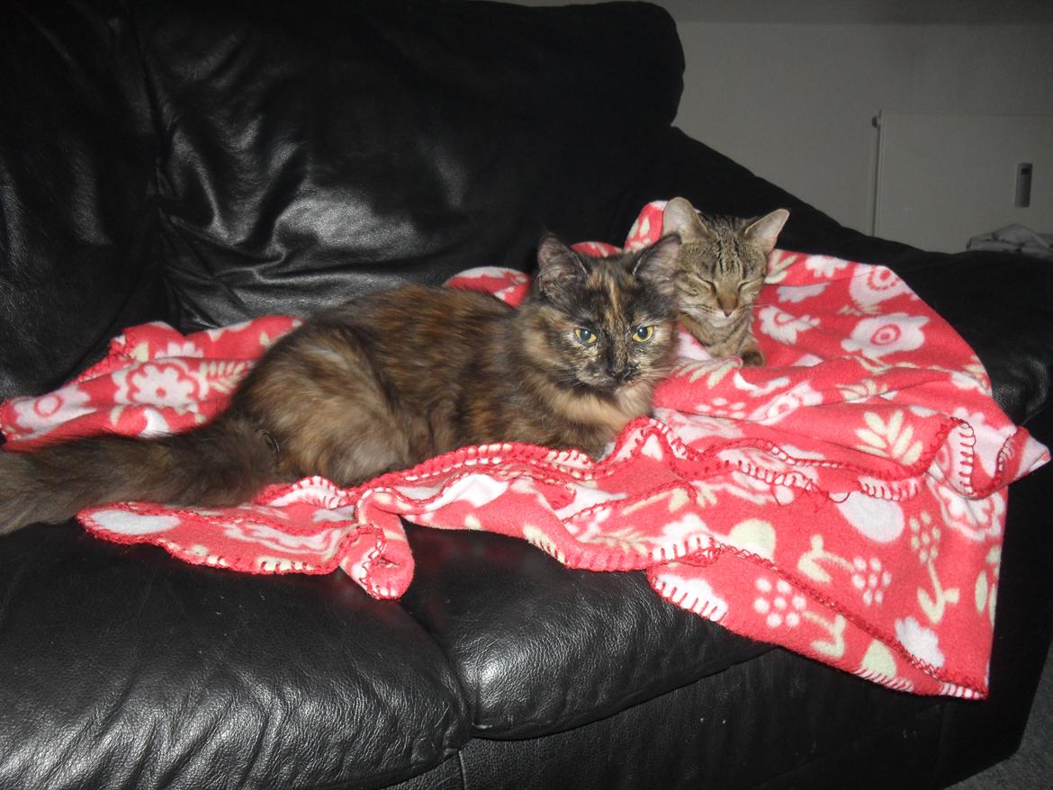 Maine Coon Kirby billede 43