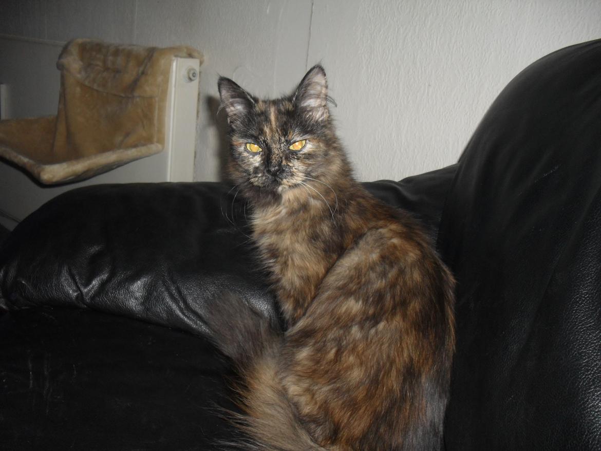 Maine Coon Kirby billede 31