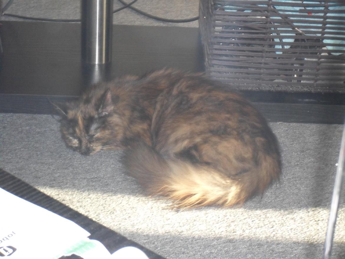 Maine Coon Kirby billede 44