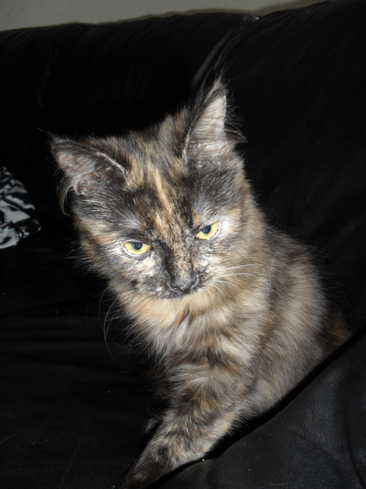 Maine Coon Kirby billede 45