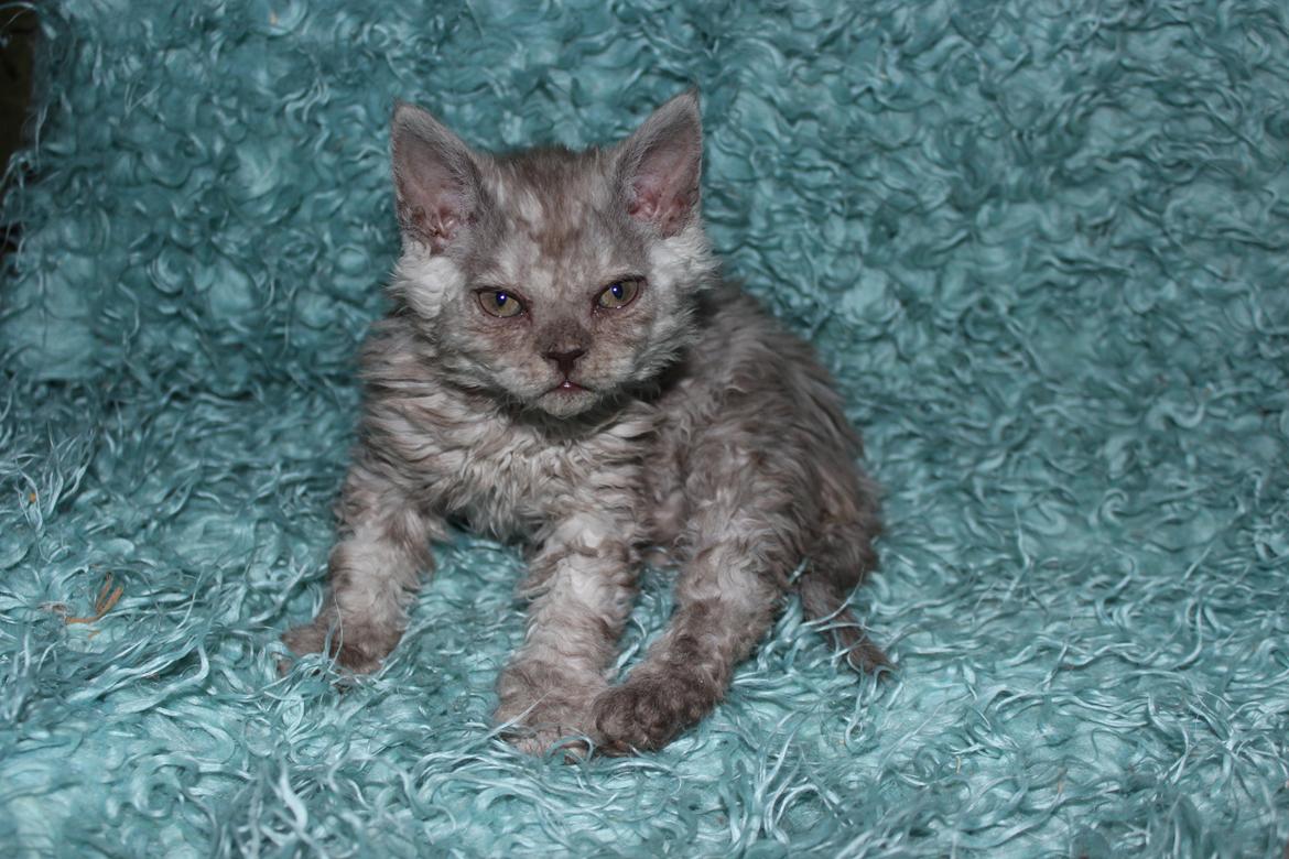 Selkirk Rex  Tzari Revolution (Lulu) - 8 uger billede 20