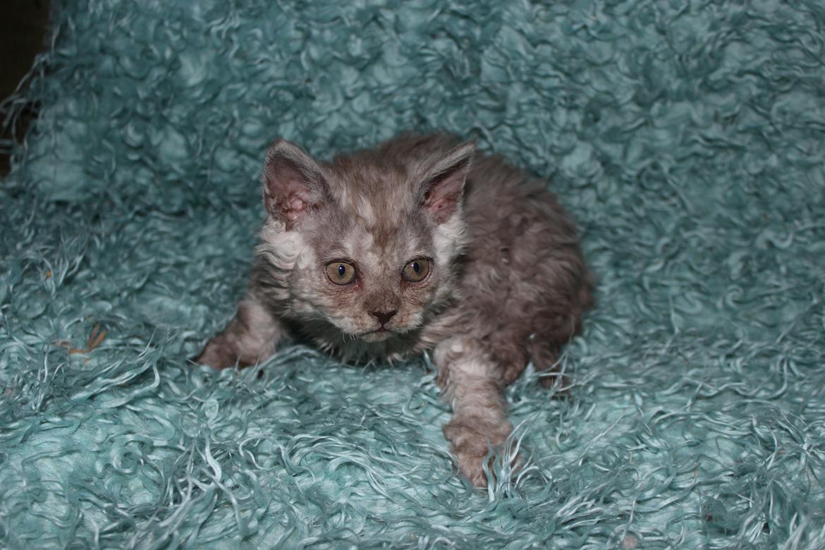 Selkirk Rex  Tzari Revolution (Lulu) - 8 uger billede 22