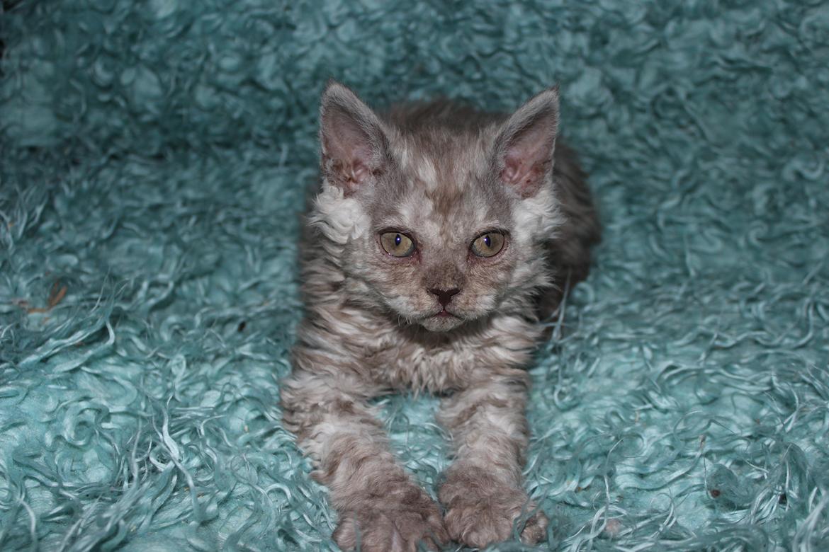 Selkirk Rex  Tzari Revolution (Lulu) - 8 uger billede 23